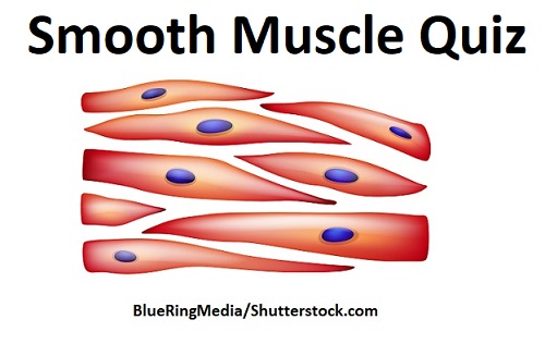 Smooth Muscle Quiz Anatomy