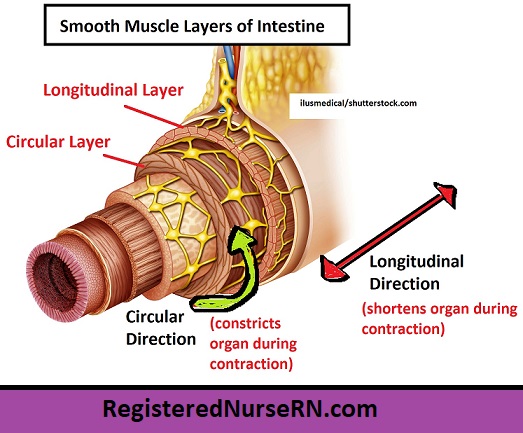 smooth muscle layers,longitudinal layer,circular layer,smooth muscle