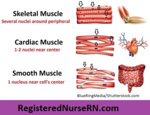 Smooth Muscle Anatomy: Mnemonic, Contraction, Multi-unit vs Single-unit