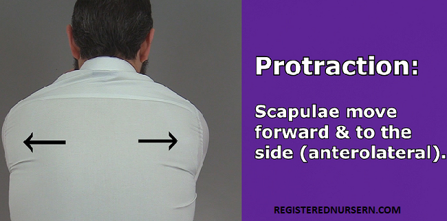 protraction, protraction scapula, protraction shoulder, protraction anatomy, protraction body movement