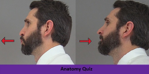 protrusion, retrusion, excursion quiz