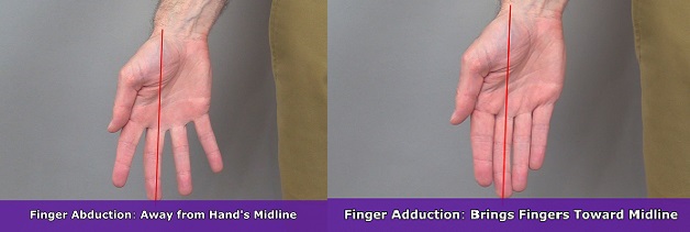 finger abduction, finger adduction, anatomy