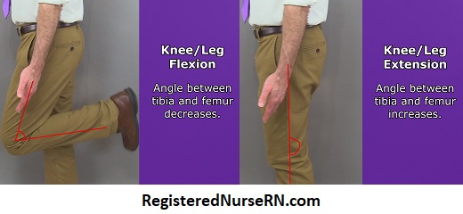knee flexion, knee extension, leg extension, leg flexion, anatomy, kinesiology