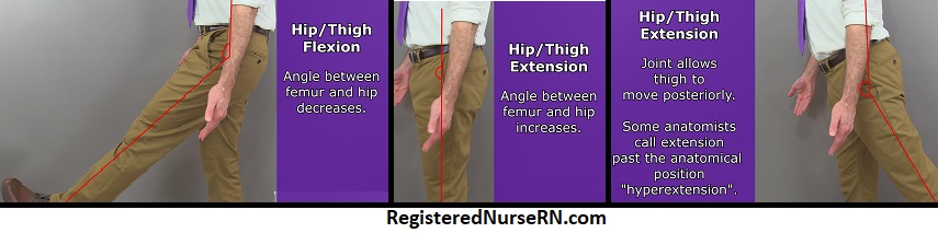 thigh flexion, thigh extension, hip flexion, hip extension, anatomy