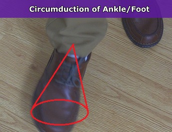 ankle circumduction, foot circumduction, anatomy