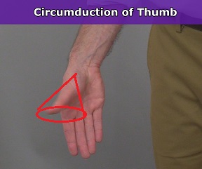 circumduction of thumb, pollex, anatomy