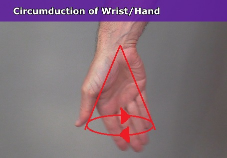 circumduction of wrist joint, hand circumduction, anatomy, kinesiology