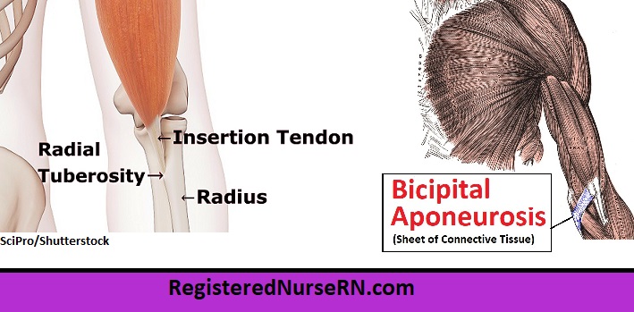 biceps brachii insertion, radial tuberosity, bicipital aponeurosis