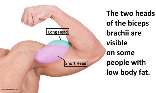 split biceps, biceps heads, long head, short head