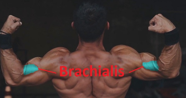 brachialis, brachialis exercises, bodybuilder, muscles