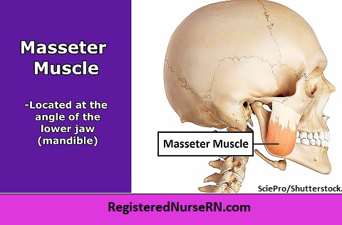 masseter muscle, mandible, chvostek's sign, positive chvostek's sign, hypocalcemia