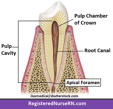 dental pulp, pulp cavity, apical foramen, pulp chamber, root canal