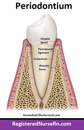 periodontium, anatomy, gingiva, gums, periodontal ligament, alveolar bone proper, cementum