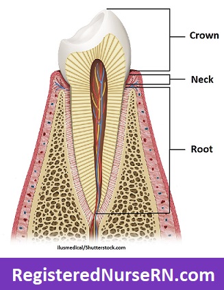 tooth anatomy, tooth crown, tooth neck, root, cementoenamel junction, cervical line