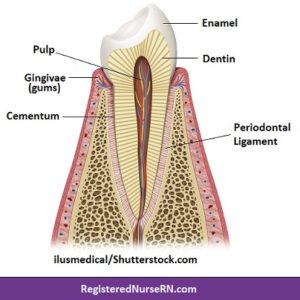 Tooth Anatomy: Structure and Four Major Types of Tissue
