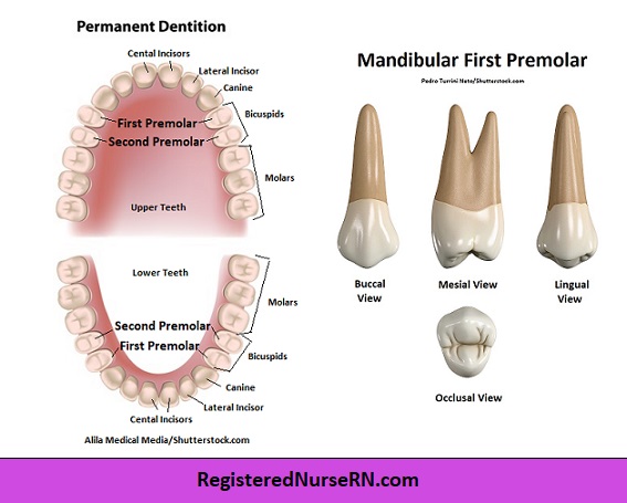 premolar anatomy, bicuspid anatomy, mandibular first premolar