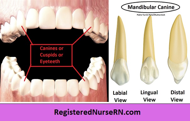 cupsid anatomy, cuspid teeth, canine teeth, mandibular canine