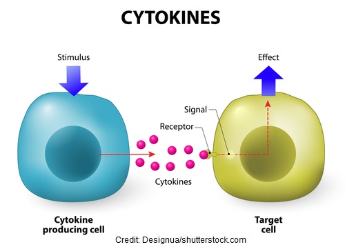 cytokines, helper t cells, hiv, aids, pathophysiology