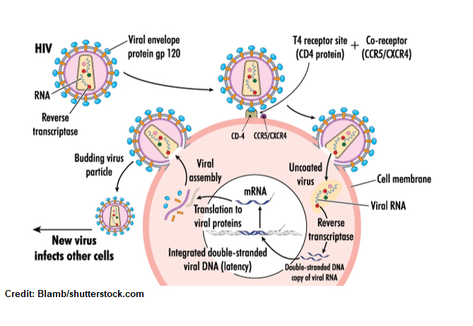 aids virus diagram