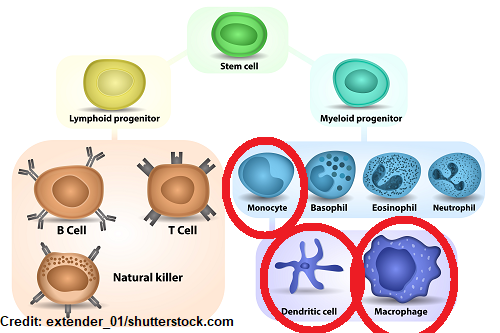 hiv, aids, pathophysiology, nclex, nursing, cd4 positive cells