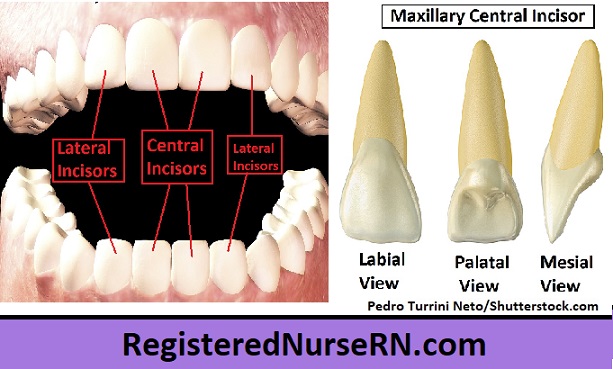 incisors, incisor teeth, incisor anatomy, central incisor, lateral incisor, maxillary incisor