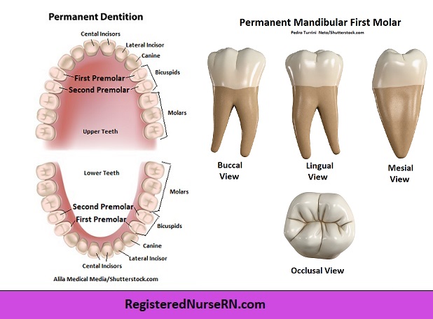 molar anatomy, first molar, mandibular molar, molar teeth