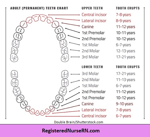 permanent teeth, permanent teeth chart, when permanent teeth erupt