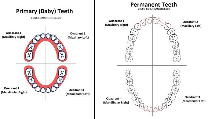 teeth quadrants, mouth quadrants, four quadrants of mouth, dental quadrants