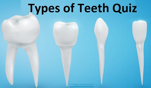 Different types of teeth, types of teeth quiz,anatomy quiz, 