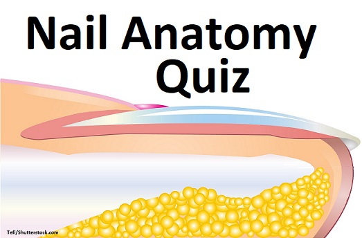 nail anatomy quiz, nail anatomy, nail unit, anatomy quiz