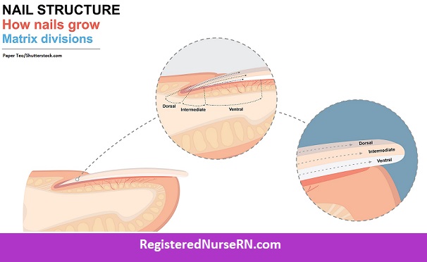 nail plate layers, layers of nail, dorsal nail, ventral nail, intermediate layer