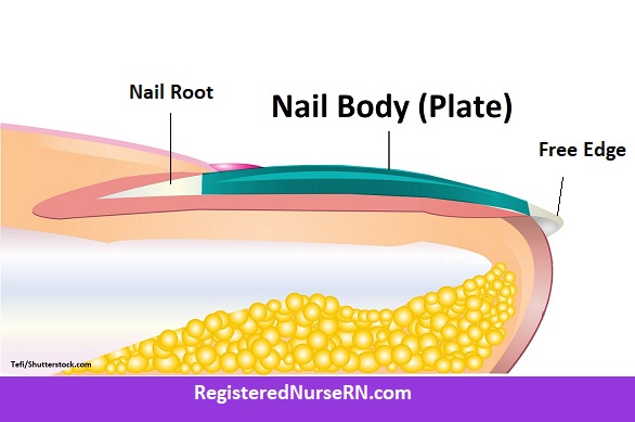 nail body, nail plate, nail root, free edge, nail anatomy