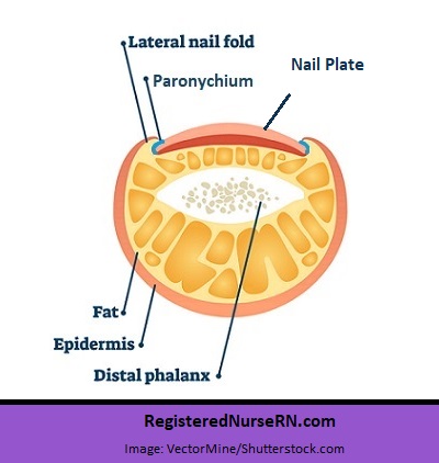 paronychium, lateral fold, finger anatomy, nail anatomy, 