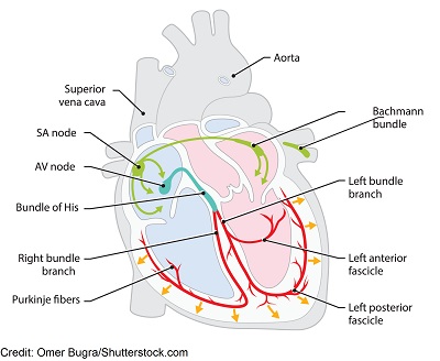 electrical conduction system of heart, ecg, ekg interpretation, nursing, sa node, av node, bundle of his