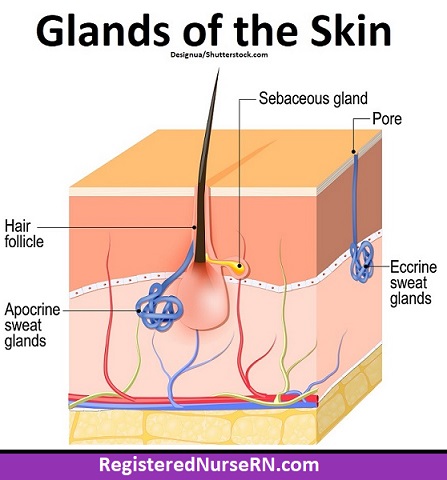 Skin Glands Anatomy: Sweat glands and sebaceous oil glands