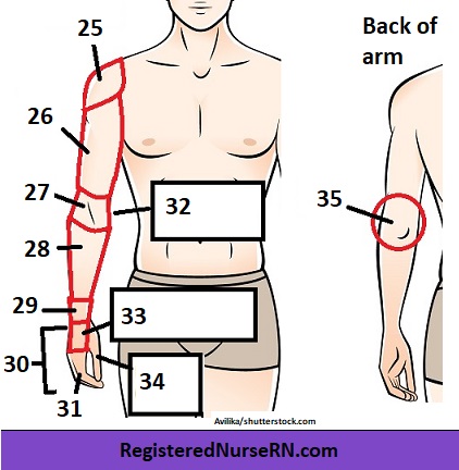 anatomy regional terms quiz