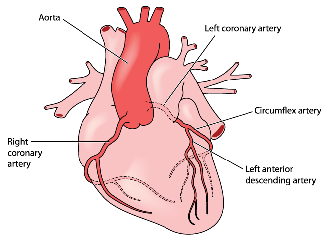coronary arteries, heart anatomy, angina, left coronary artery, right coronary artery, nursing