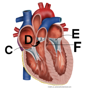 heart anatomy quiz, heart anatomy diagram, heart anatomy labeled, anatomy quizzes, anatomy of heart practice questions