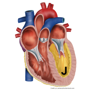 heart anatomy quiz, heart anatomy diagram, heart anatomy labeled, anatomy quizzes, anatomy of heart practice questions