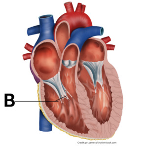 heart anatomy quiz, heart anatomy diagram, heart anatomy labeled, anatomy quizzes, anatomy of heart practice questions