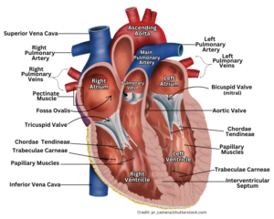 anatomy of the heart, heart diagram, heart anatomy, heart anatomy labeled, trabeculae carneae, right atrium