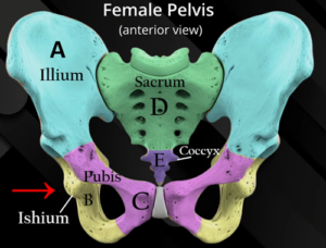 Female Pelvic Types for Maternity Exams: Gynecoid, Android, Anthropoid ...
