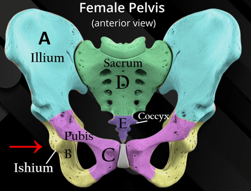 female pelvis, ilium, ishium, pubis, sacrum, coccyx, maternity nursing, pelvic types