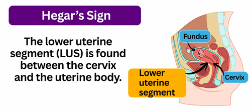 hegars sign, early signs of pregnancy, signs and symptoms of pregnancy, maternity nursing, ob nursing, nclex